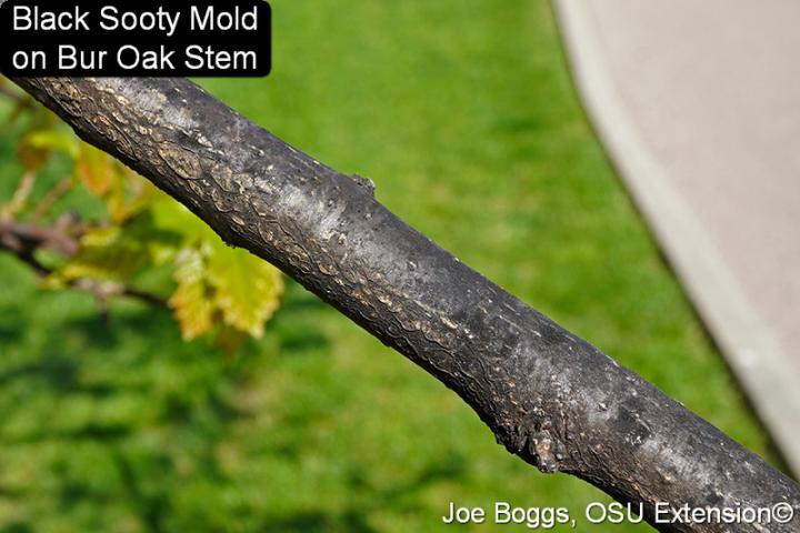 Black Sooty Mold on Bur Oak Stem